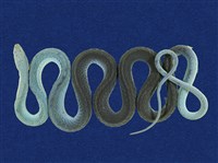 藏品(青蛇)的圖片